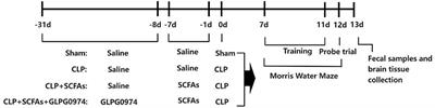 Short Chain Fatty Acids Protect the Cognitive Function of Sepsis Associated Encephalopathy Mice via GPR43